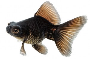 Нет заданного изображения 